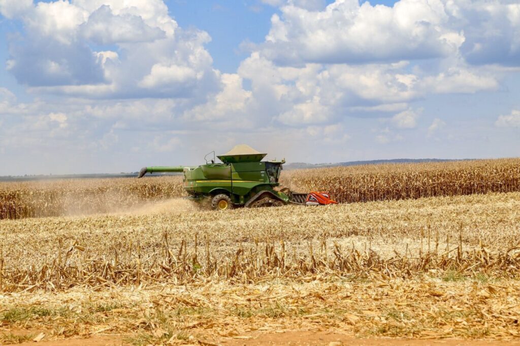 Preço do milho tem pouco movimento e se mantém nos mesmos valores de abril