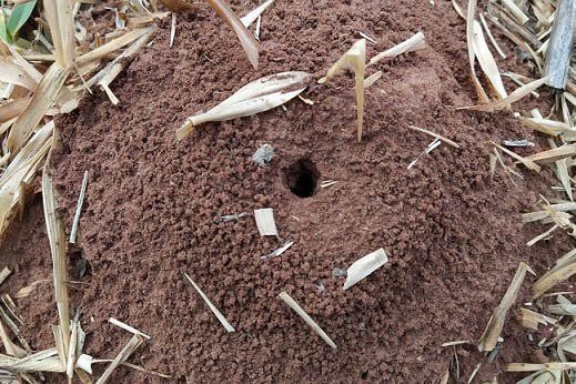 IDR-Paraná orienta sobre formas para controlar formigas cortadeiras na agricultura