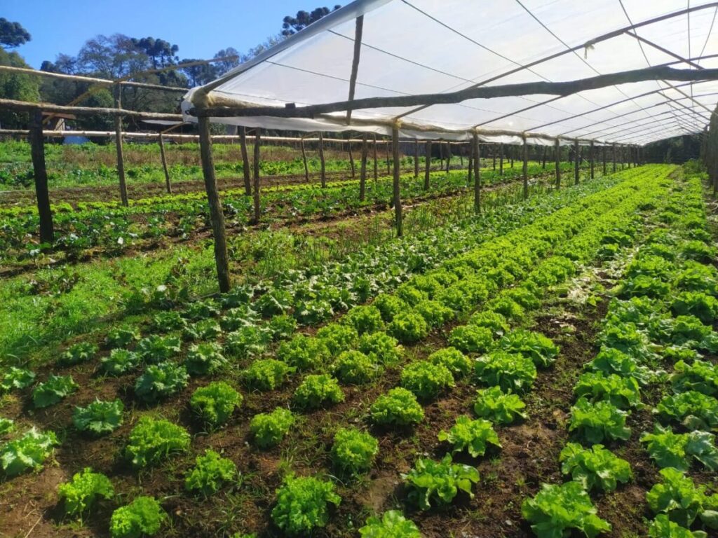 Estufas, abrigos e sombrite ajudam a proteger às hortaliças do frio em São Mateus do Sul, Triunfo e região