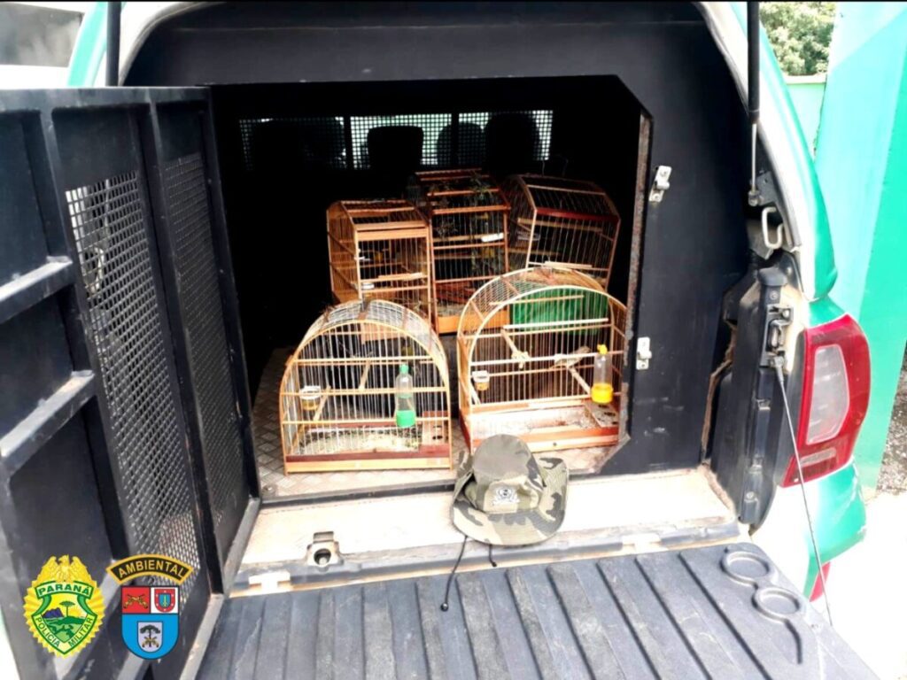 Polícia Ambiental apreende pássaros nativos mantidos em cativeiro sem autorização