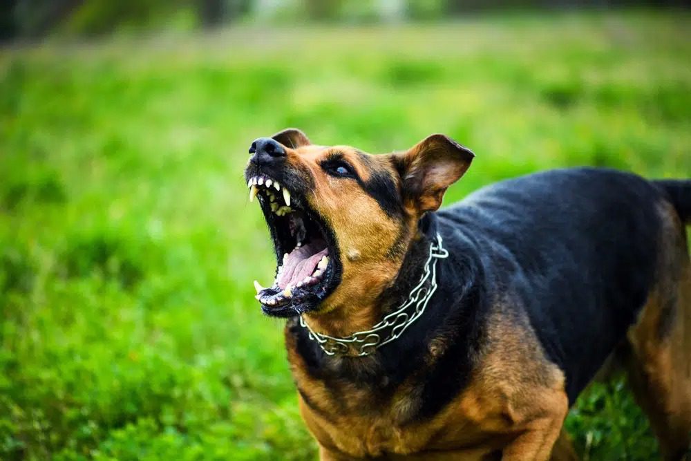Cachorro ataca menina em Paulo Frontin e situação vira caso de Polícia