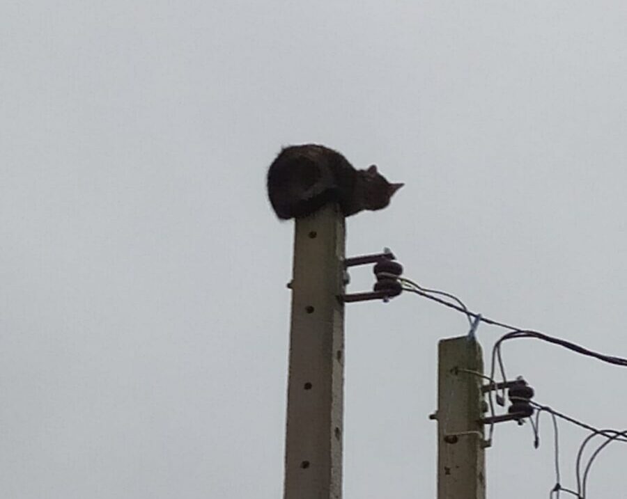 VÍDEO: após ficar preso por horas em cima de poste, gato é resgatado na Vila Americana