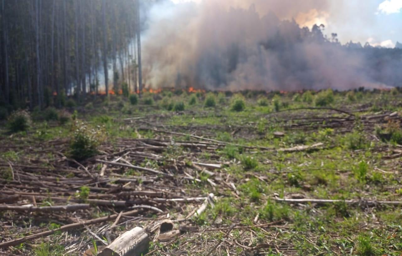 Incêndio possivelmente criminoso destrói cerca de 20 mil pés de árvores de pinus e eucalipto