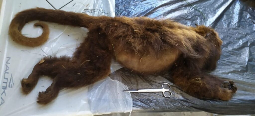 Macaco é encontrado morto no interior de Porto União e mobiliza equipes de Saúde