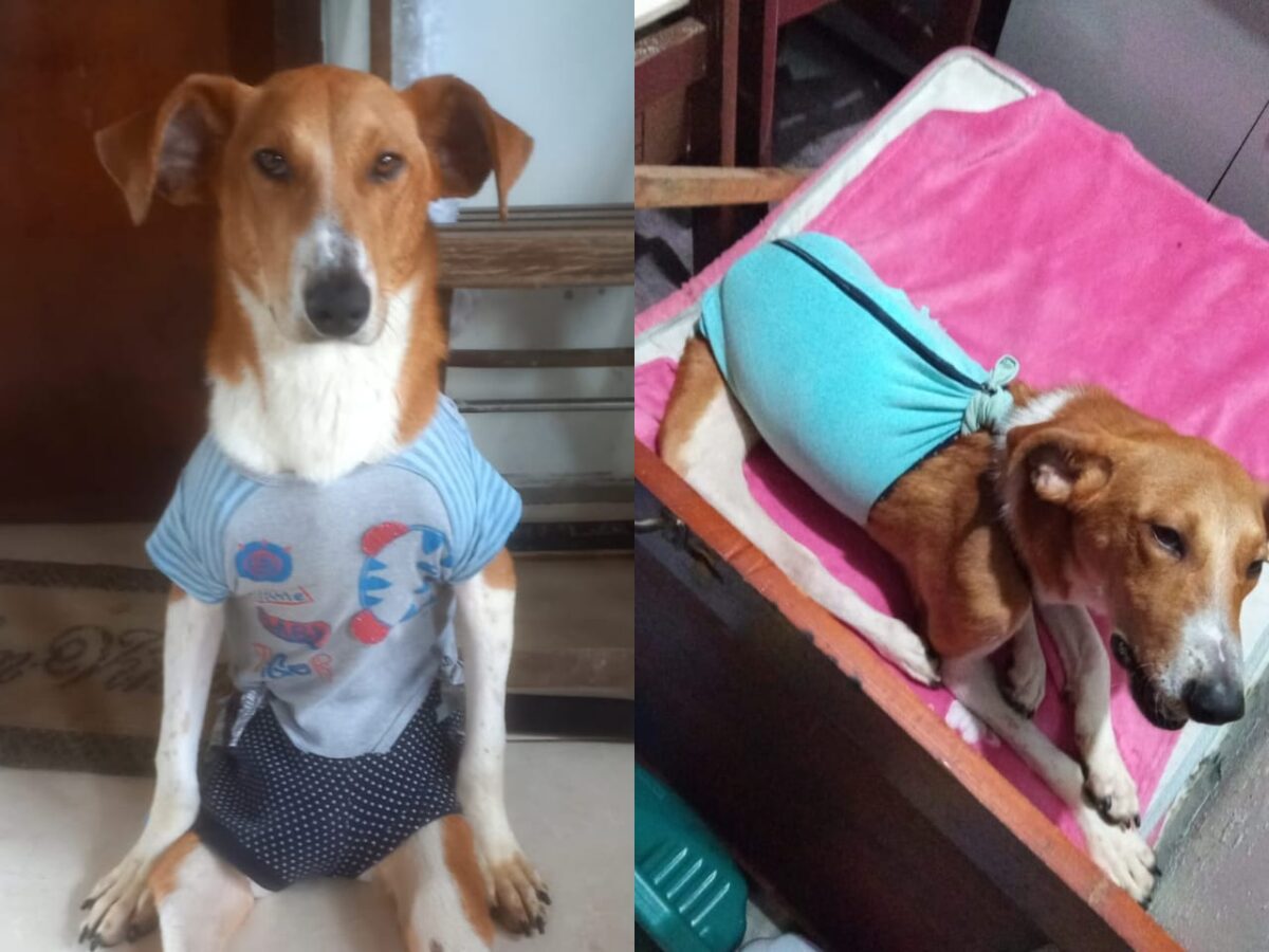 Conheça a história do Nhonho: um cãozinho encantador que precisa da sua ajuda