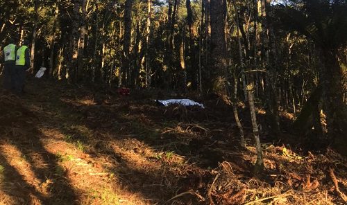 Homem morre após cair de pinheiro com 15 metros de altura