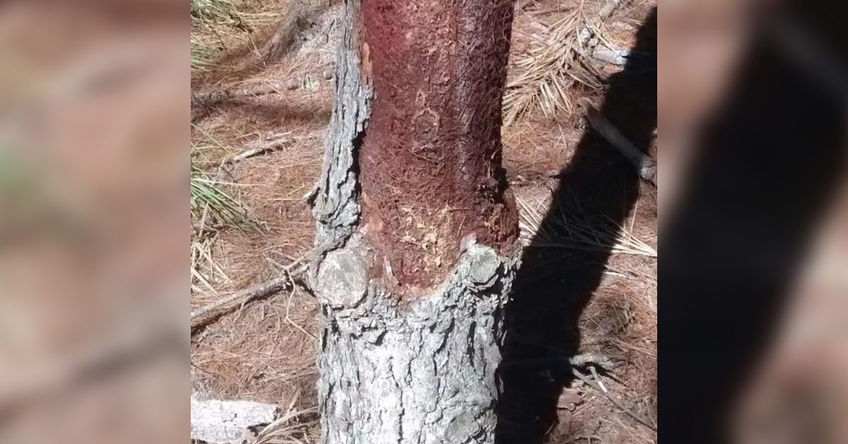 Árvore ‘canibal’ é descoberta no Paraná por pesquisadores da UFPR