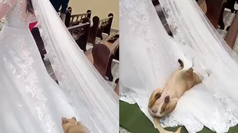 VÍDEO: cachorro caramelo ‘rouba cena’ durante entrada de noiva em igreja do PR