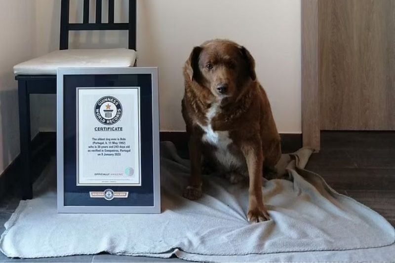 Cão mais velho do mundo ganha festa de aniversário para comemorar 31 anos