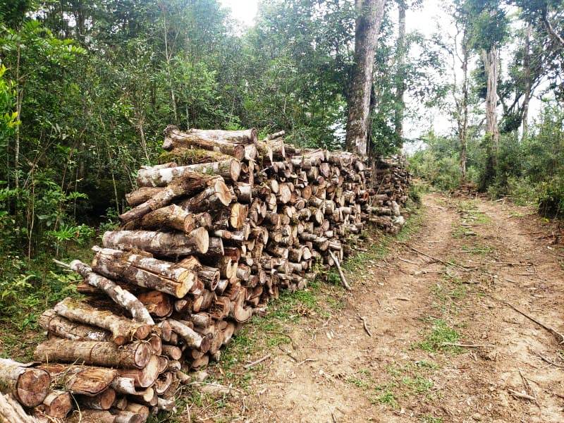 Polícia Ambiental flagra destruição de 2,2 hectares de vegetação nativa em Rio Azul