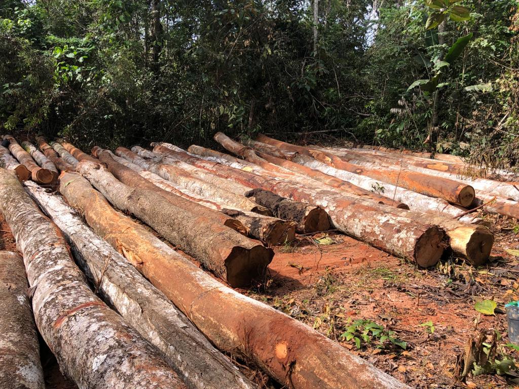 Homens são presos no interior de Antônio Olinto por destruir e danificar vegetação e por posse irregular de arma de fogo