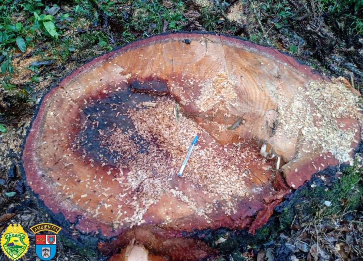 Desmatamento em Prudentópolis gera multa de R$ 60 mil por corte ilegal de espécies em extinção