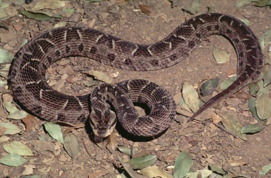Criança de dois anos é vítima de picada de cobra no Paraná