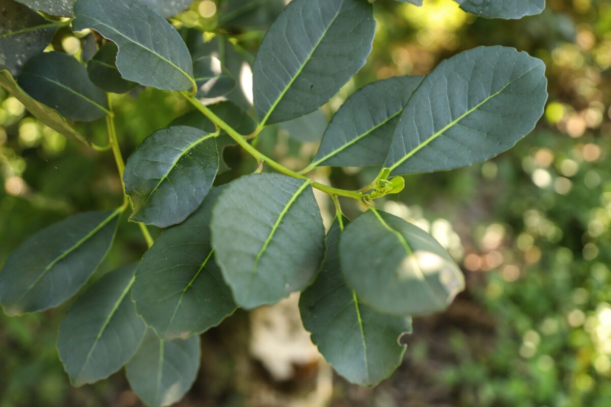 Prognóstico Agropecuário: edição destaca perspectivas positivas sobre seis produtos, incluindo fumo e erva-mate
