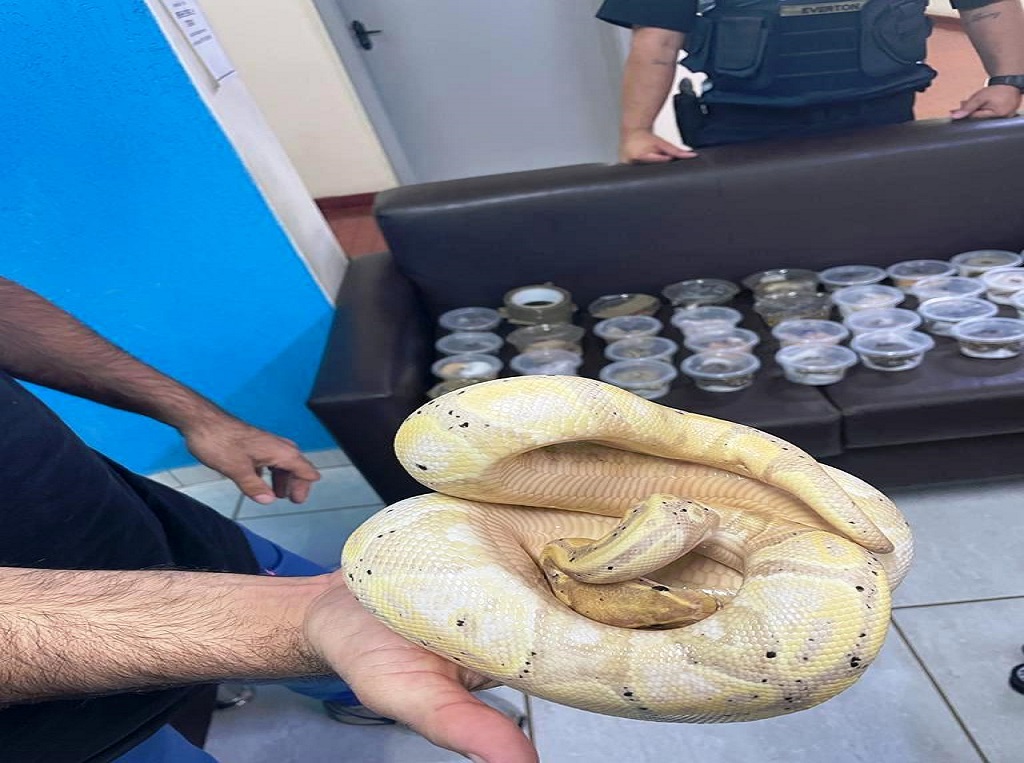 Cobras, tartarugas e lagarto são encontrados pela PRF no bagageiro de um ônibus na BR-277