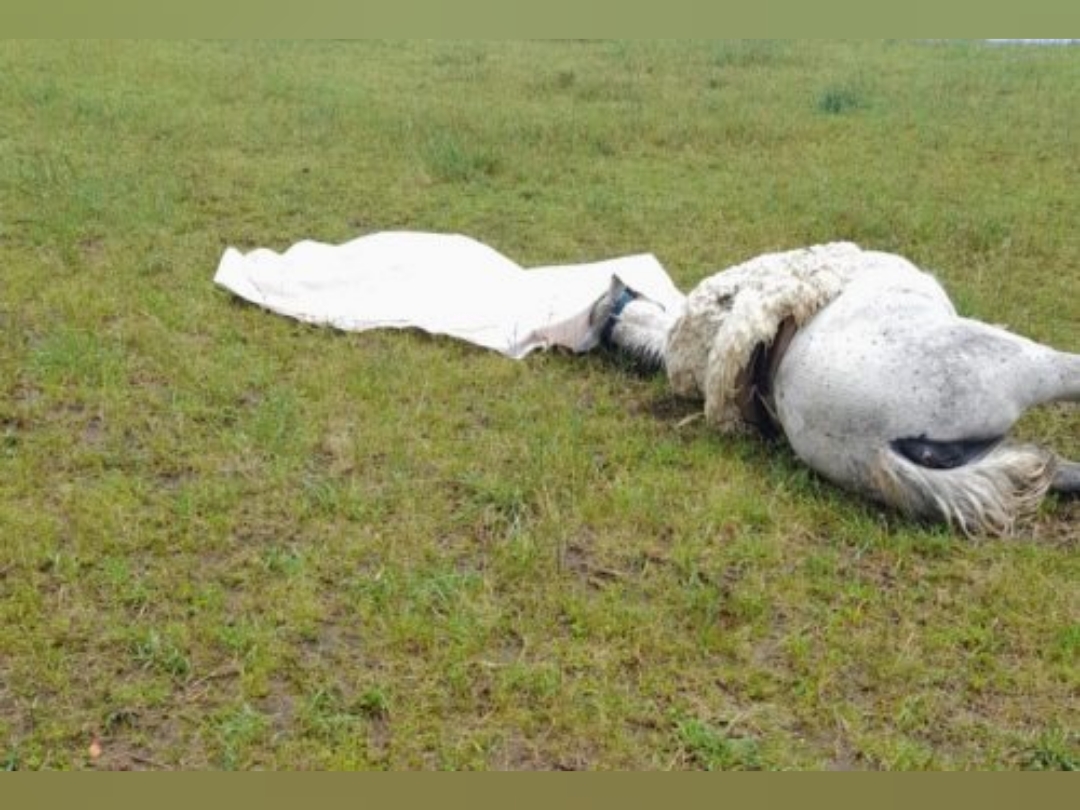 Homem e seu cavalo morrem após serem atingidos por raio em Santa Catarina