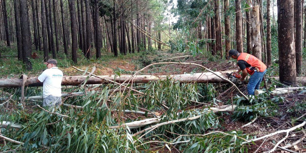 Vendaval derruba árvores e destelha casas em Bituruna