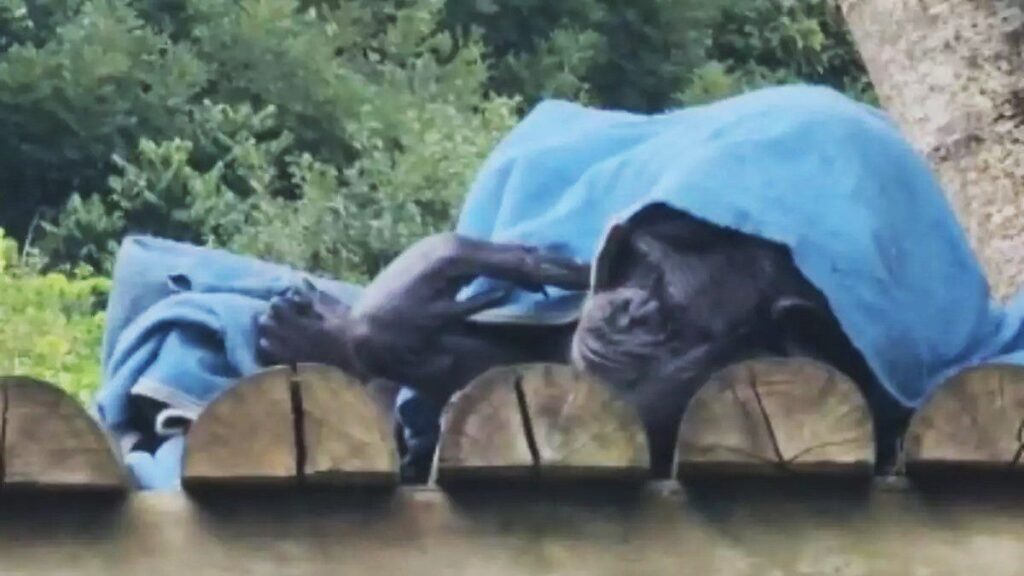 Animais do Zoológico de Curitiba ganham cobertores e pinhão por causa do frio