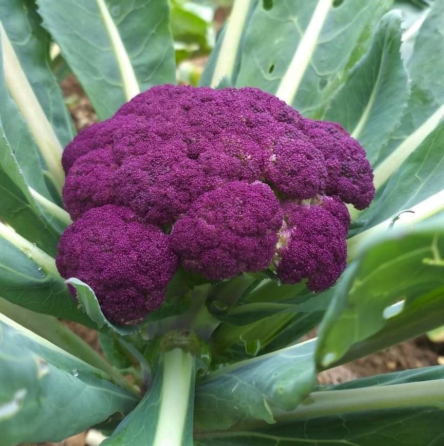 Couve-flor roxa chama atenção e entra na produção de verduras de São-mateuense