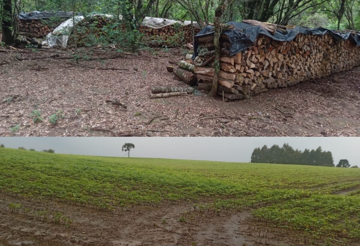 Proprietário de área rural desmatada em São Mateus do Sul é autuado em R$ 44 mil  