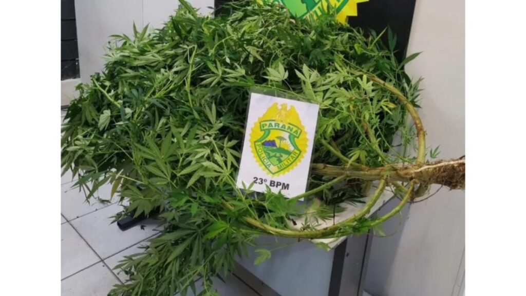 Em Mallet, homem vai fotografar lote de propriedade da mãe e encontra pé de maconha no terreno