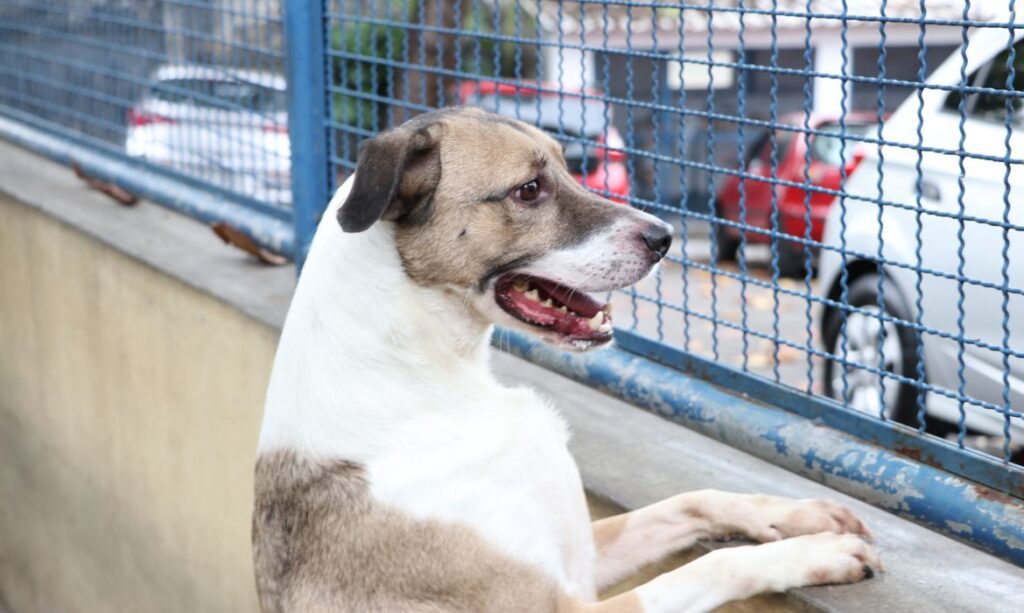 Cães e gatos podem ter vírus da covid-19, mas não transmitem a doença