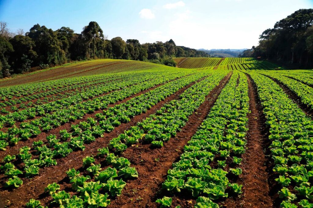 Governo libera R$ 7,9 milhões para fortalecer produção orgânica no Paraná