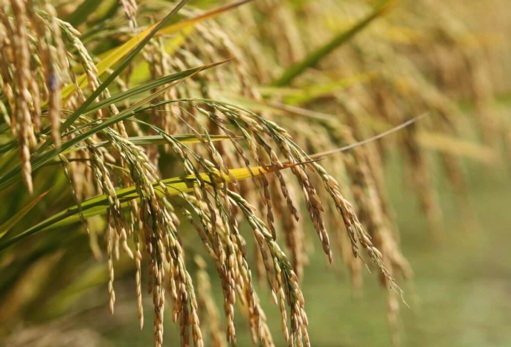 Rio Grande do Sul garante abastecimento de arroz no Brasil, mas Lula ignora isso e vai importar