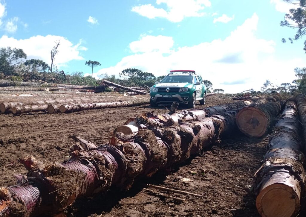 Proprietário é autuado por destruir vegetação nativa sem autorização em Palmeira