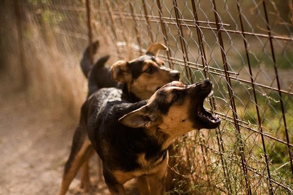 Cães da vizinha latindo são denunciados por pertubação de sossego em São Mateus do Sul