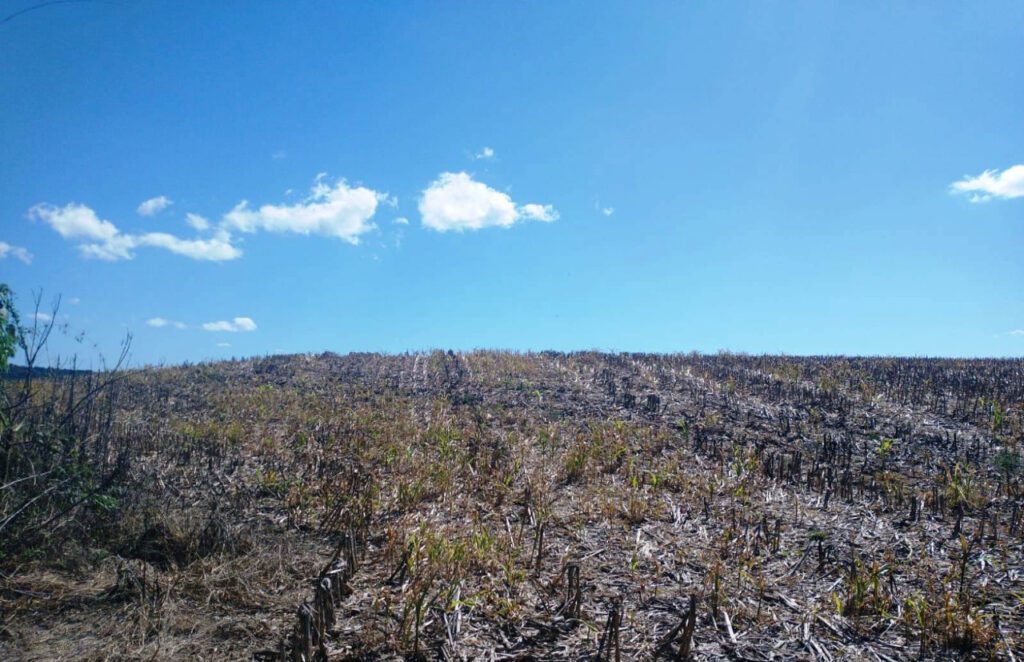 Proprietário é autuado em R$ 244 mil reais por destruir vegetação nativa no município da Lapa