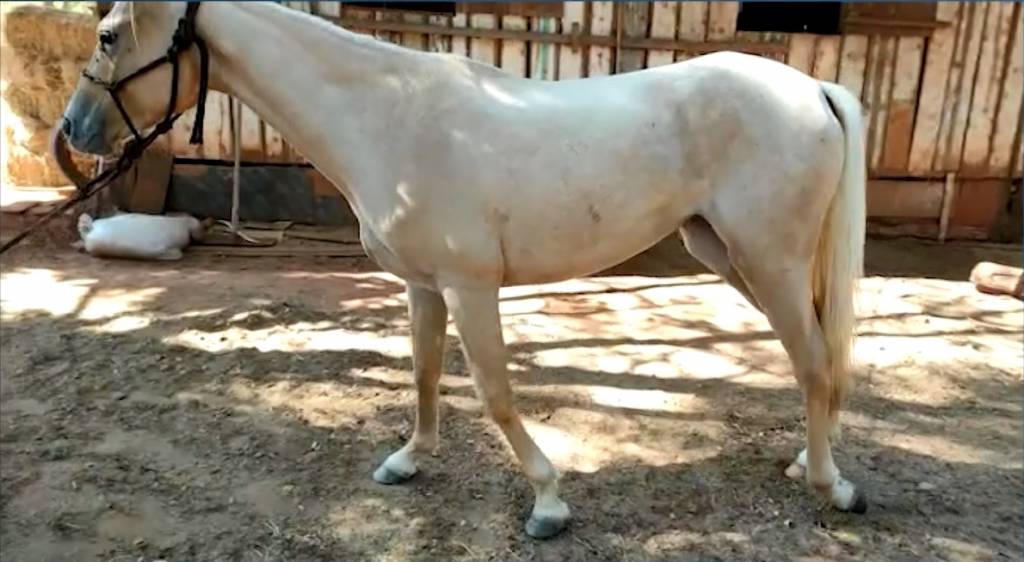 Homem é preso suspeito de vender carne de cavalo para produção de mortadela