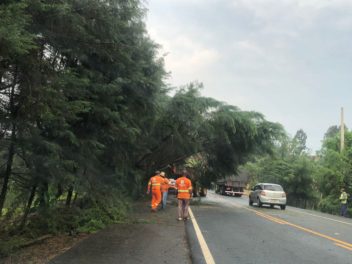 Fica em meia pista trânsito da PR-364 para remoção de galhos de árvores após temporal em São Mateus do Sul