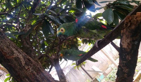 Polícia ambiental apreende em Palmeira papagaio ameaçado de extinção