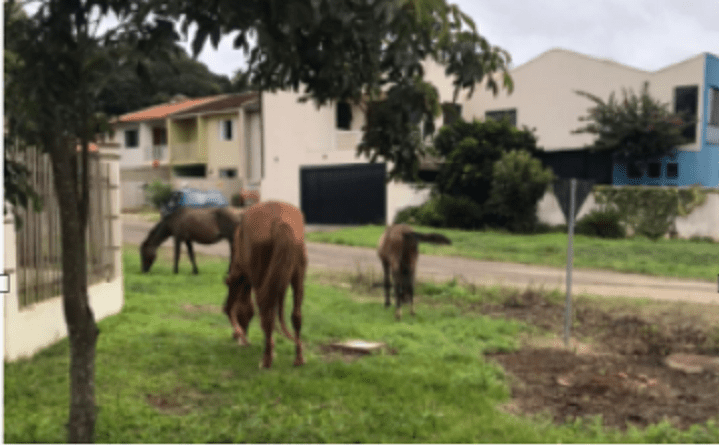 Cavalos soltos; prefeitura tenta localizar proprietário e notifica para recolher