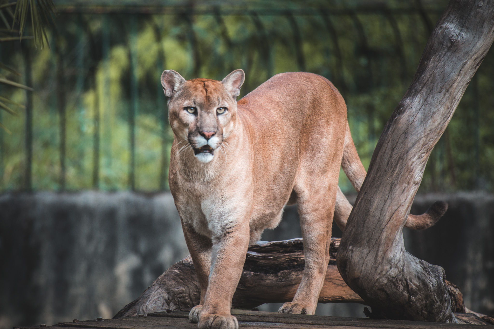 Onça foge e zoológico é evacuado