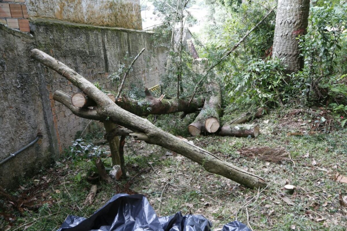 Homem sofre traumatismo craniano ao cortar árvore em Major Vieira
