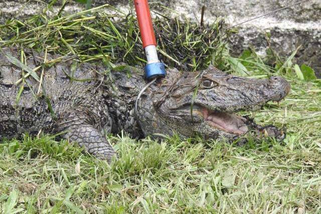 Jacaré-do-papo-amarelo é encontrado ao lado de supermercado em Matinhos