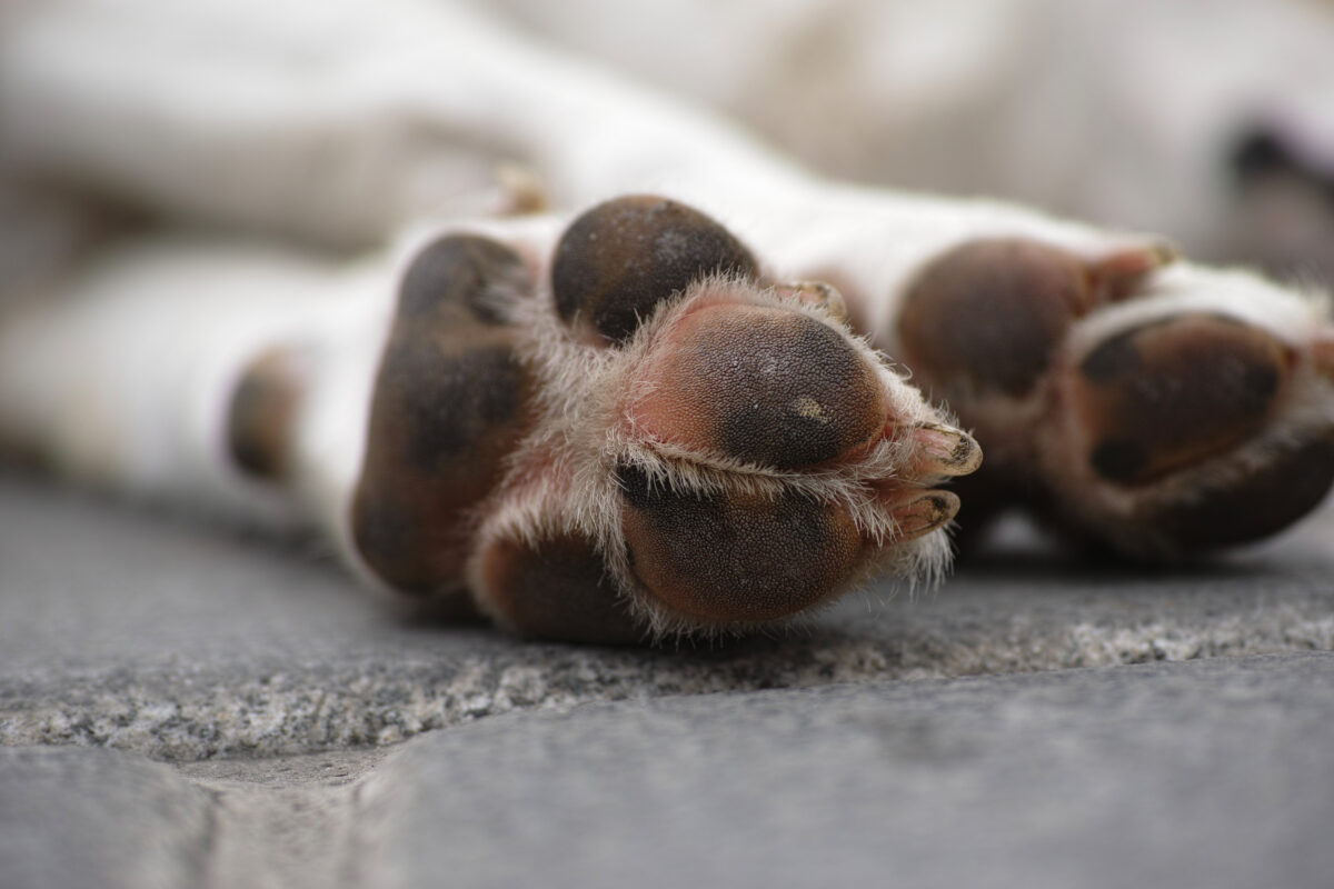 Durante atendimento a uma mulher atropelada, cachorro da vítima entra em ambulância, no Paraná