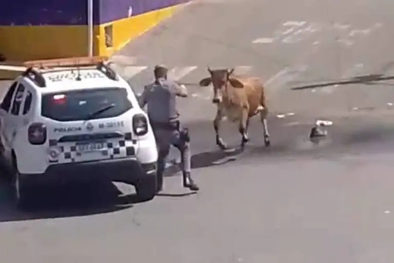 Boi é morto a tiros após avançar contra PM em rua na Grande SP; veja vídeo