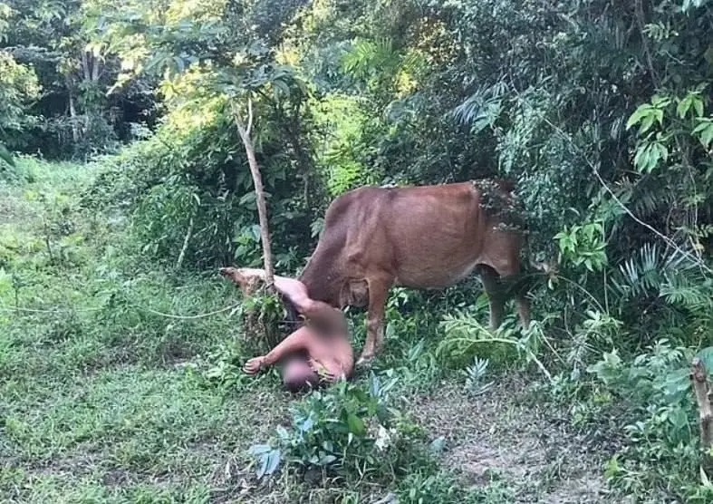 Homem pelado tenta abusar de vaca e é atacado por animal; vídeo