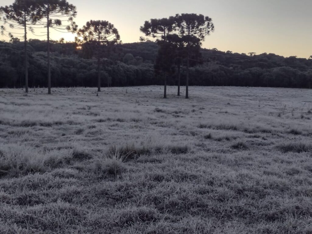 São Mateus do Sul registra geada novamente, temperatura  mínima foi  -3,4°C