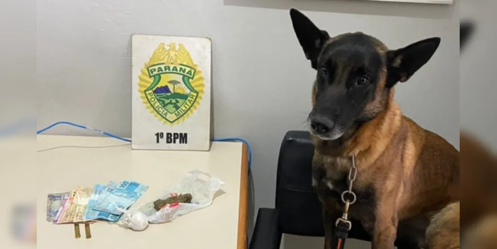 Cão farejador da PM localiza entorpecentes em Palmeira