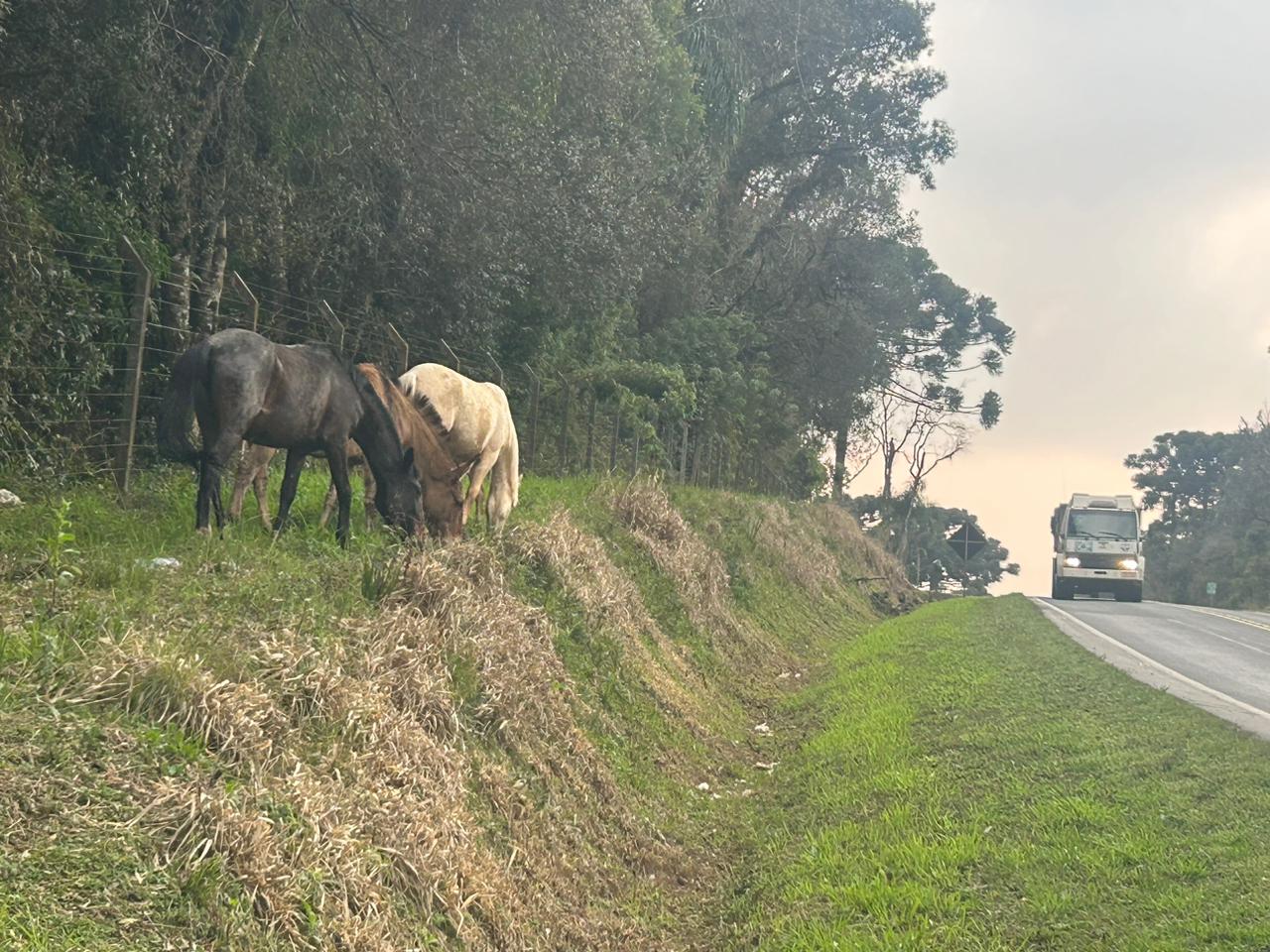 Alerta: cavalos soltos aumentam risco de acidentes na rodovia PR-151 em São Mateus do Sul. Veja imagens