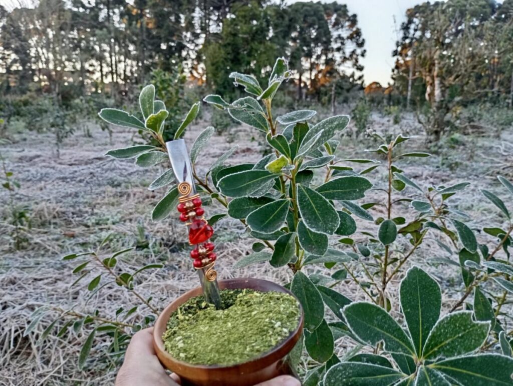 São Mateus do Sul registra temperatura negativa pelo segundo dia consecutivo; mínima foi de -1,2°C