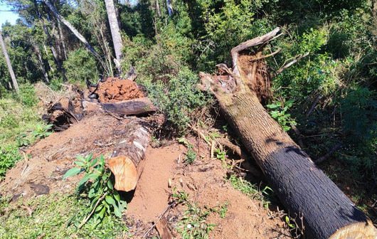 Proprietário de área rural em São João do Triunfo é autuado e deverá responder criminalmente pelos danos causados à vegetação nativa