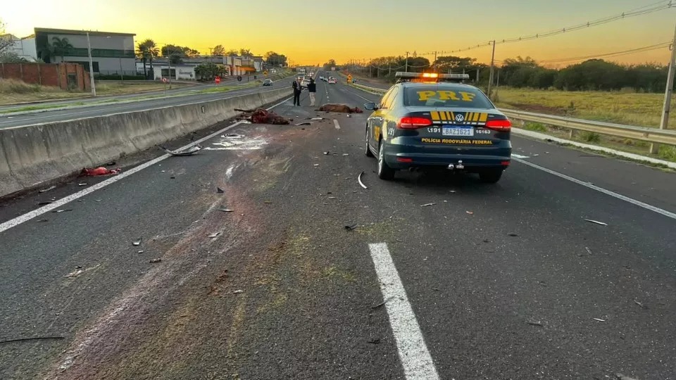 Acidente envolvendo três carros mata dois cavalos na BR-376