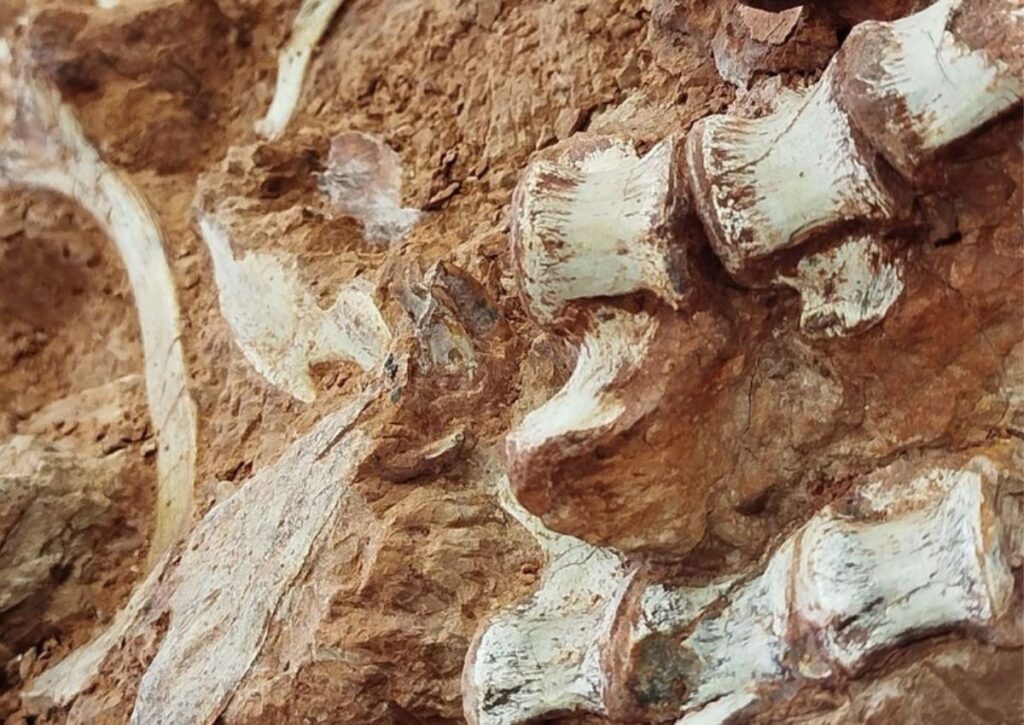 Pesquisadores encontram fóssil de dinossauro após chuvas e enchentes no Rio Grande do Sul