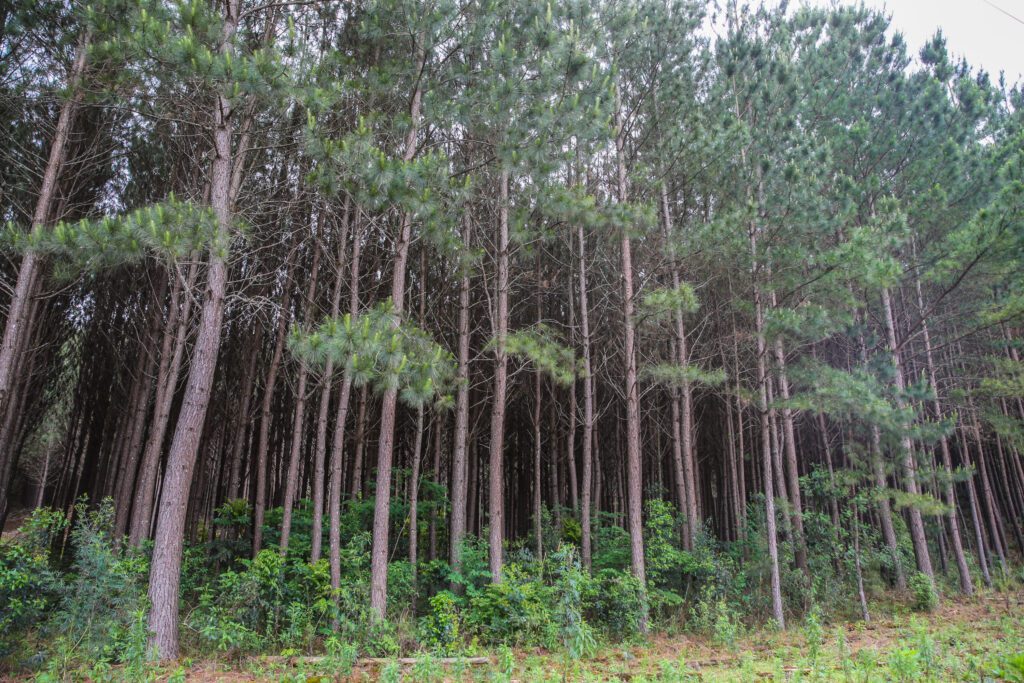 Madeira é a principal geradora de riqueza agropecuária em Antônio Olinto