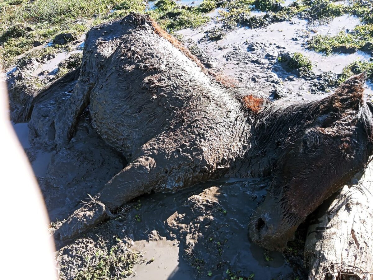 São João do Triunfo: abandono de cavalo atolado gera denúncia e pedido de ajuda